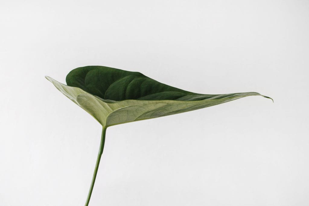 feuille plante verte